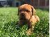 PoulaTo: Κουτάβια Dogue De Bordeaux